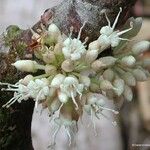 Pycnandra balansae Flower