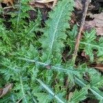 Cirsium palustre Leaf