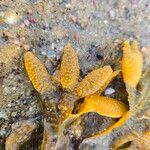 Zostera marina Flor