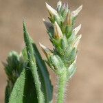 Plantago rhodosperma Flor