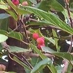 Ficus coronata Frukt
