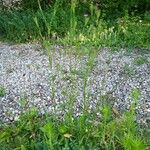 Dianthus armeria Vivejo