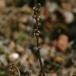 Triglochin laxiflora Bloem