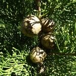 Hesperocyparis macrocarpa Fruit