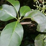 Pisonia aculeata 葉