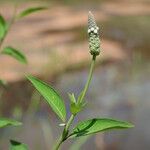 Sphenoclea zeylanica Plante entière