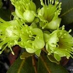 Xanthostemon multiflorus Fruit