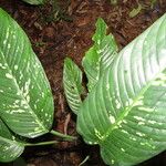 Dieffenbachia oerstedii Hoja