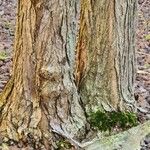 Cercidiphyllum japonicum Bark