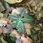 Goodyera pubescens Blatt