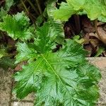 Acanthus spinosusBlad