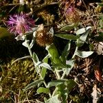 Centaurea jordaniana 形態