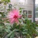 Calliandra tergemina Virág