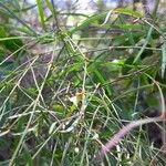 Secamone tenuifolia Flor