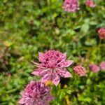 Astrantia maxima Flower