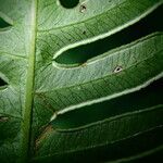 Pteris linearis Leaf