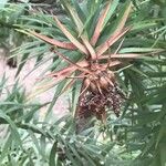 Cunninghamia lanceolata अन्य