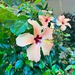 Hibiscus spp. 花