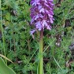 Orchis purpureaBlüte