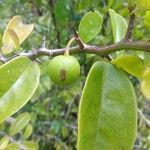 Ximenia americana Fruit