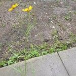 Coreopsis leavenworthii Habit