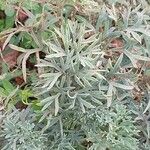 Seseli gummiferum 葉