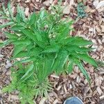 Amorphophallus konjac ᱥᱟᱠᱟᱢ