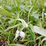 Allium paradoxum Kwiat