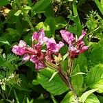 Salvia viridis Virág