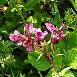 Salvia viridis Kvet