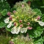 Teucrium pyrenaicum Flower
