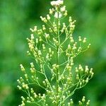 Erigeron canadensis Floare