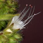 Phacelia heterophylla Flower