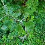 Crataegus punctata Leaf