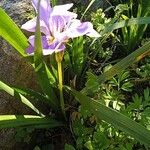 Iris unguicularisΛουλούδι