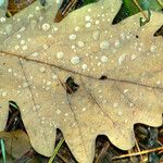 Quercus dentata Leaf