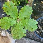 Quercus kelloggii Leaf