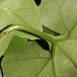 Cayaponia racemosa Leaf