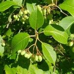 Viburnum lentago ഇല