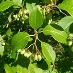 Viburnum lentago Blatt