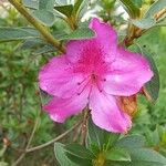 Rhododendron simsii 花