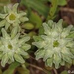 Filago carpetana Blomma