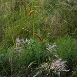 Setaria sphacelata Celota
