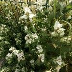 Lamium moschatum Flower