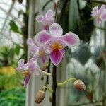 Phalaenopsis celebensis