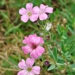 Gypsophila repens Λουλούδι