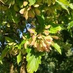 Acer tataricum Fruit