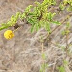 Acacia nilotica Blatt