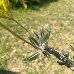 Pachypodium rosulatum Folla