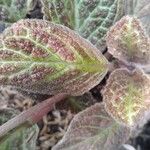 Episcia cupreataFeuille